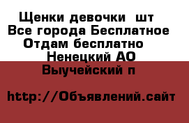 Щенки девочки 4шт - Все города Бесплатное » Отдам бесплатно   . Ненецкий АО,Выучейский п.